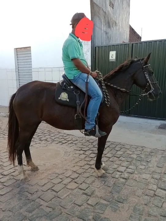 Égua preta - Foto 3