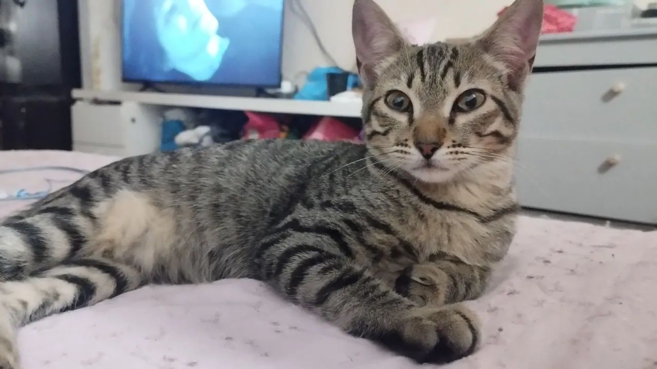 Gatos para doação  - Foto 2