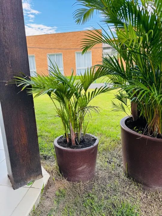 Palmeira Areca - Planta de Interior - Foto 3
