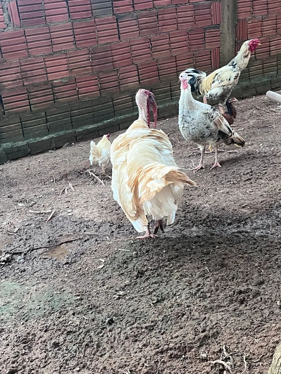 Casal de Peru  - Foto 5