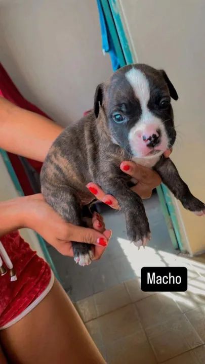 Filhotes de Pitbull vendo 