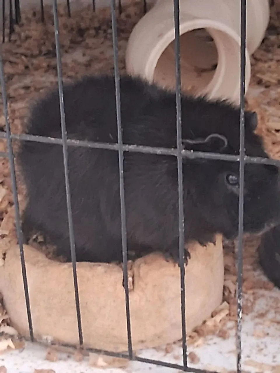 Porquinho da Índia Preto