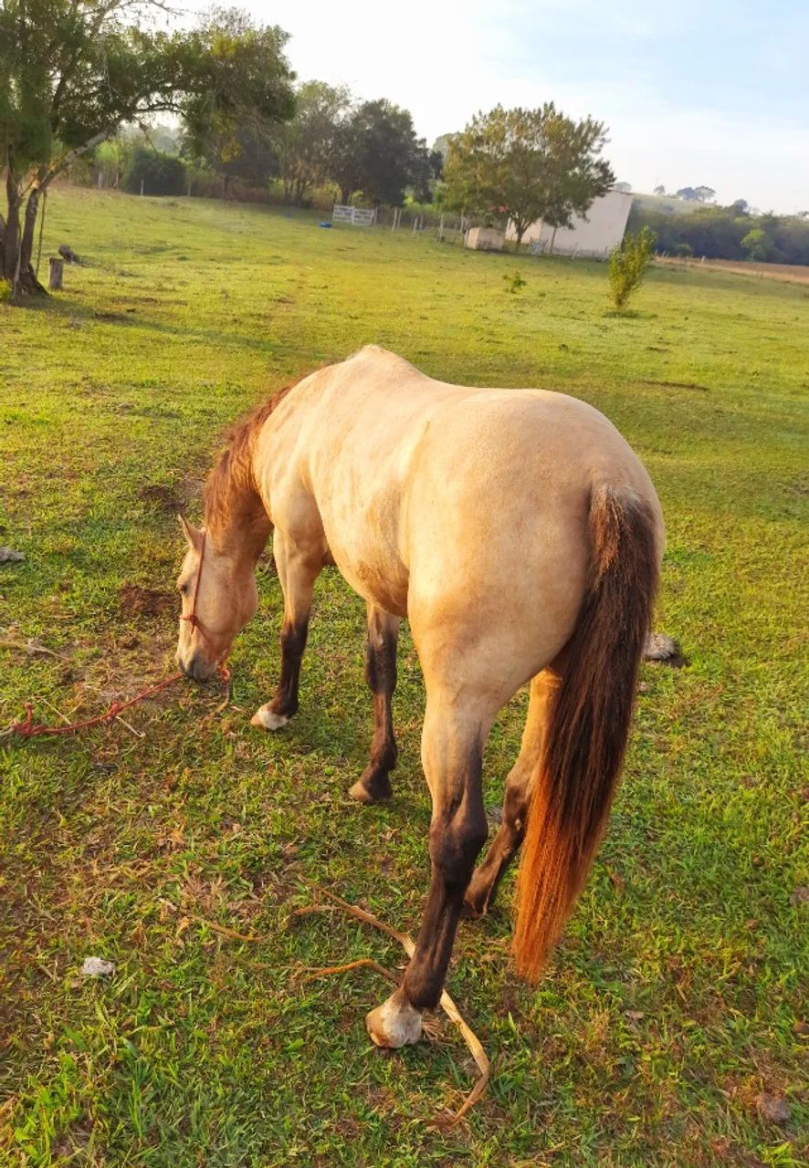 Garanhão Quarto de Milha  - Foto 3