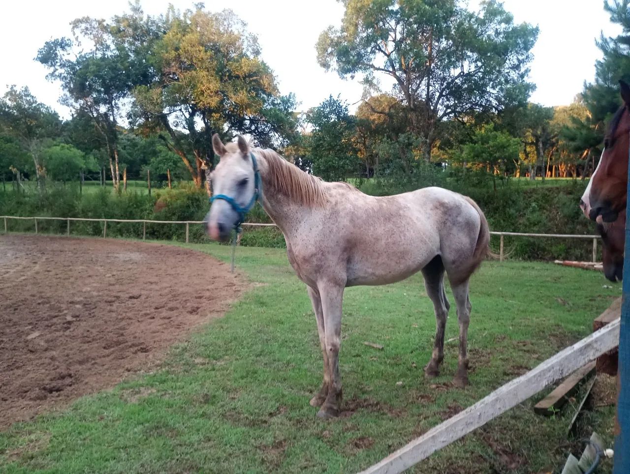 Cavalo Puro Sangue Árabe - Foto 2