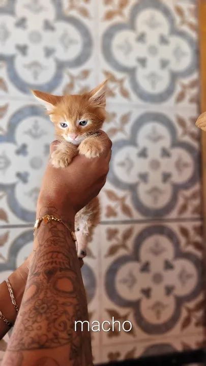 Maine coon filhotes - Foto 2