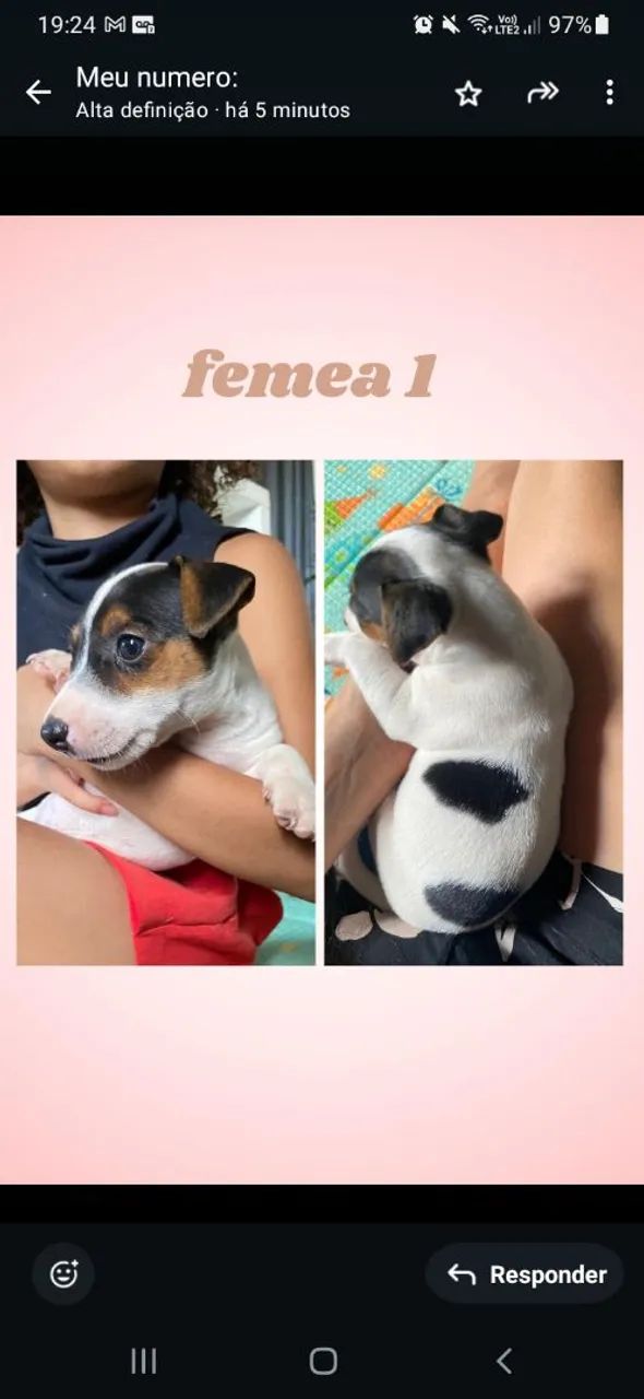 Filhotes Jack Russell Terrier - Foto 2