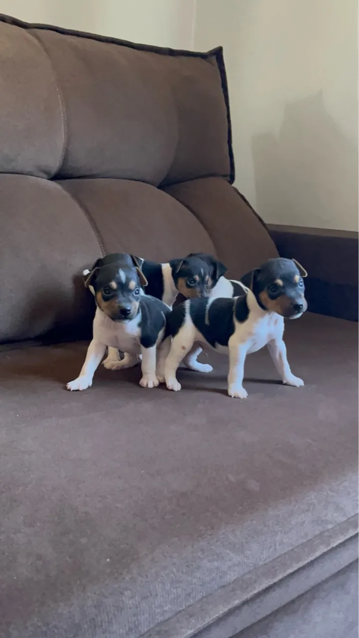 Filhotes de Fox Paulistinha com Pedigree