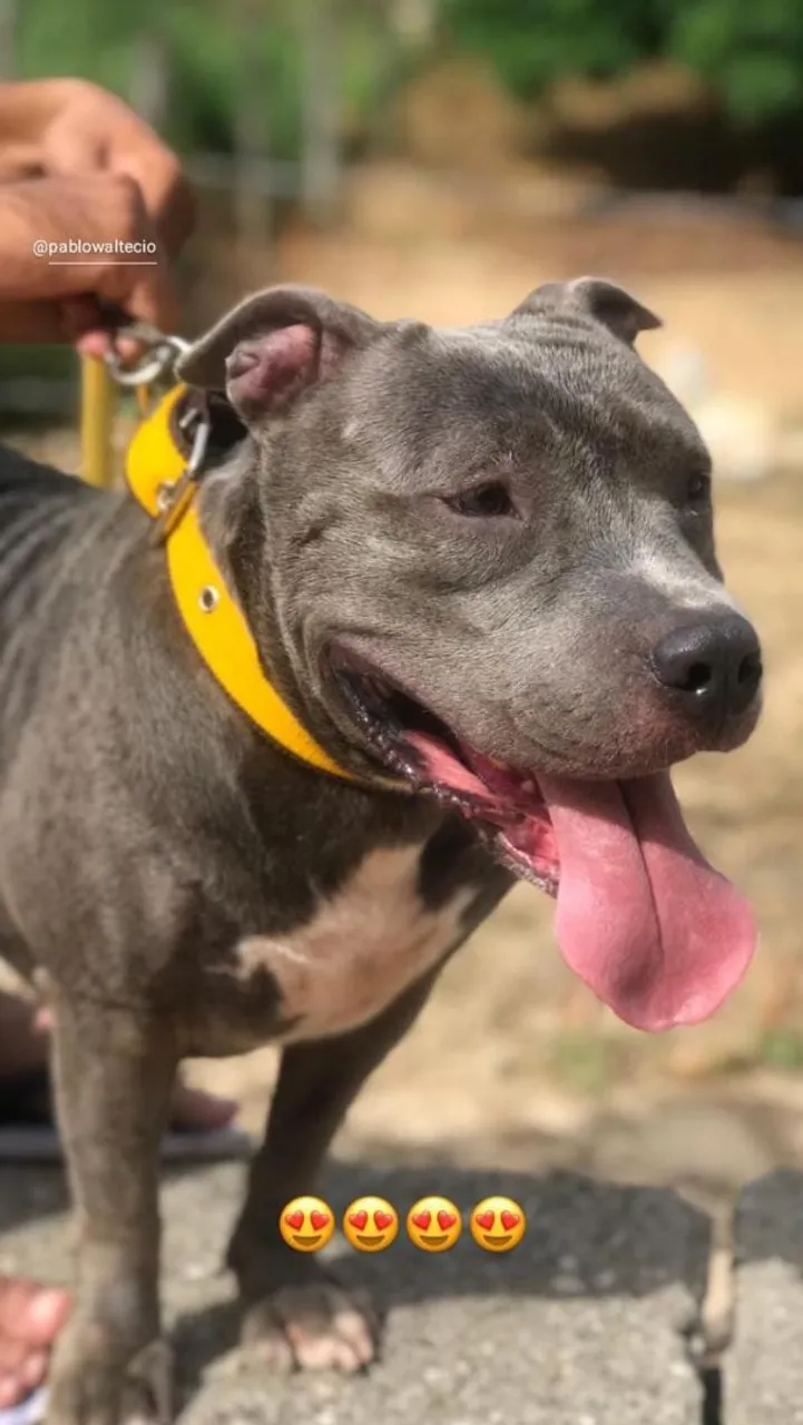 Pitbull American bully