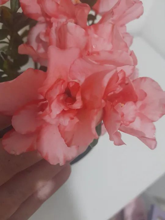 Azaléia Mini flor dobrada pink. Linda planta natural decoração interior e exterior. - Foto 5
