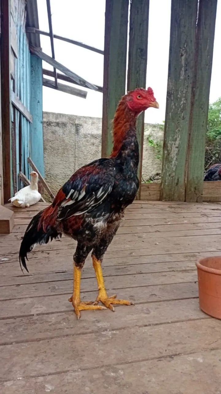 Frango de Raça - Foto 2