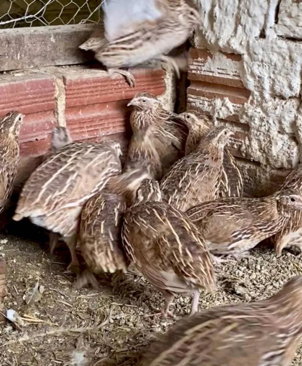 Galinha de granja e codorna  - Foto 3