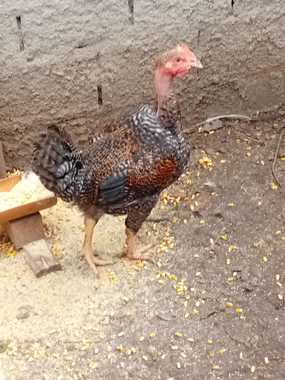 Galinha