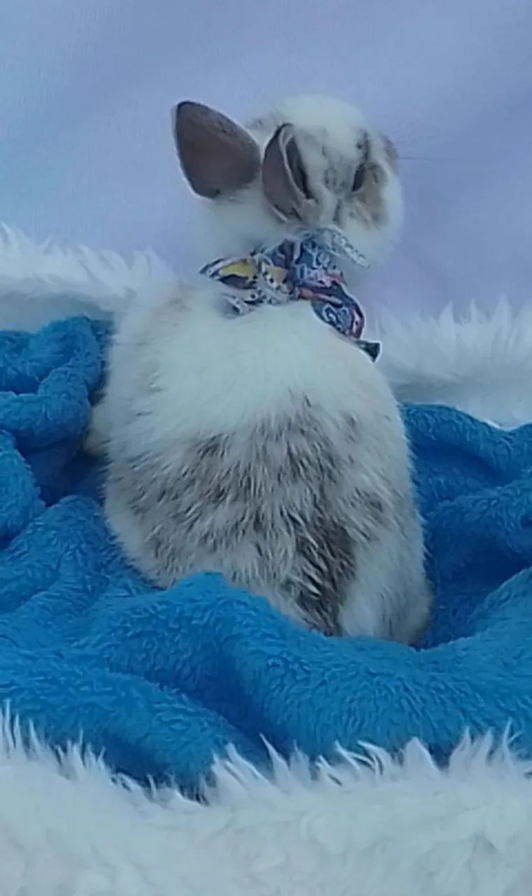 Coelho mix de Netherland com Lion com 30 dias  - Foto 3