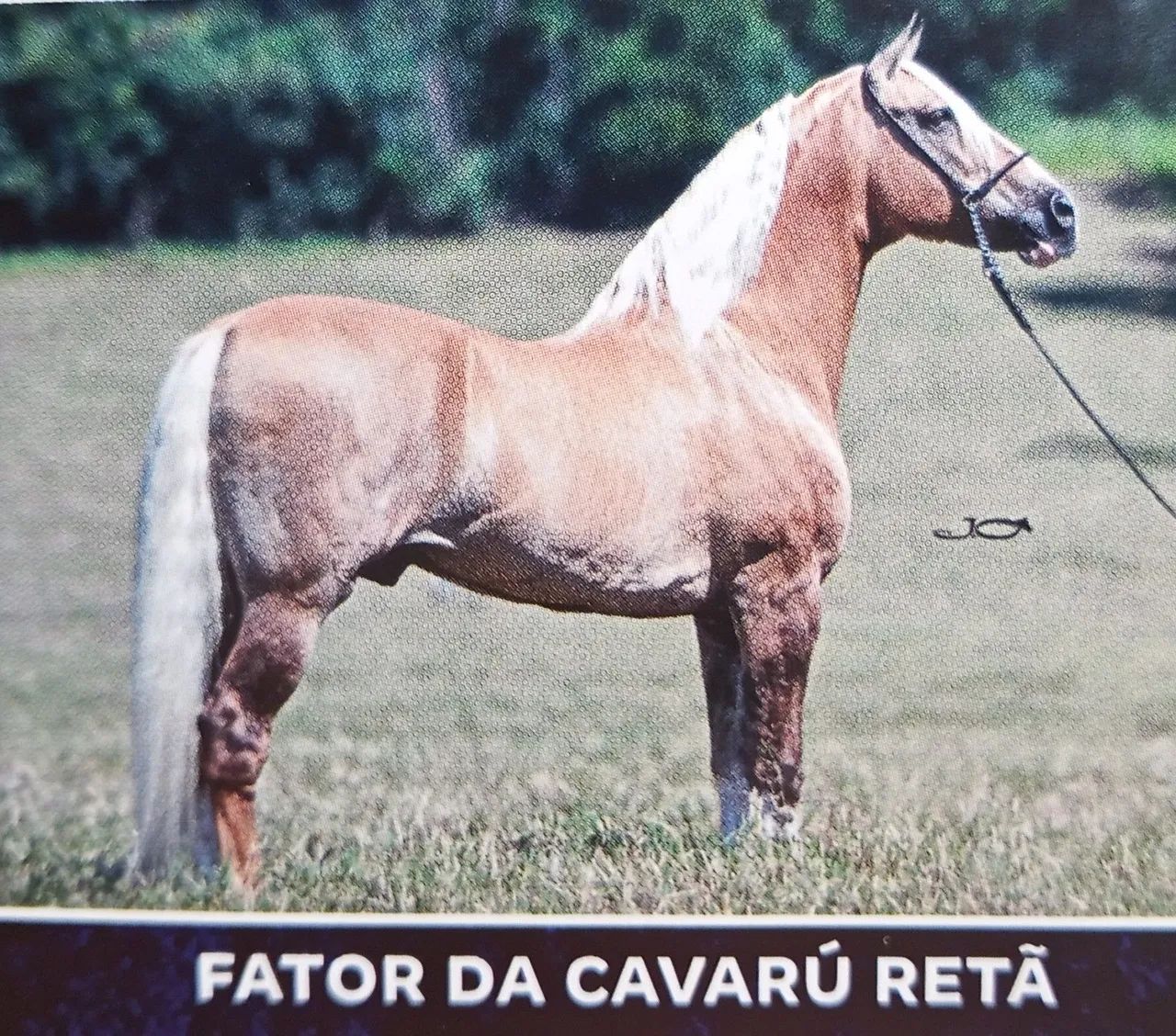 SERTANEJO DO ZEL, FATOR DA CAVARÚ-RETÃ X PLENITUDE BAVÁRIA  - Foto 4