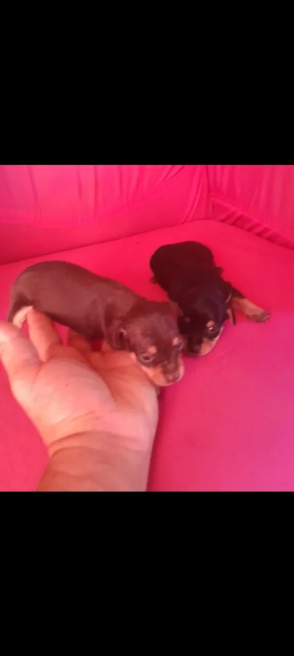 Dois filhotes de Pinscher n.01chocolate
