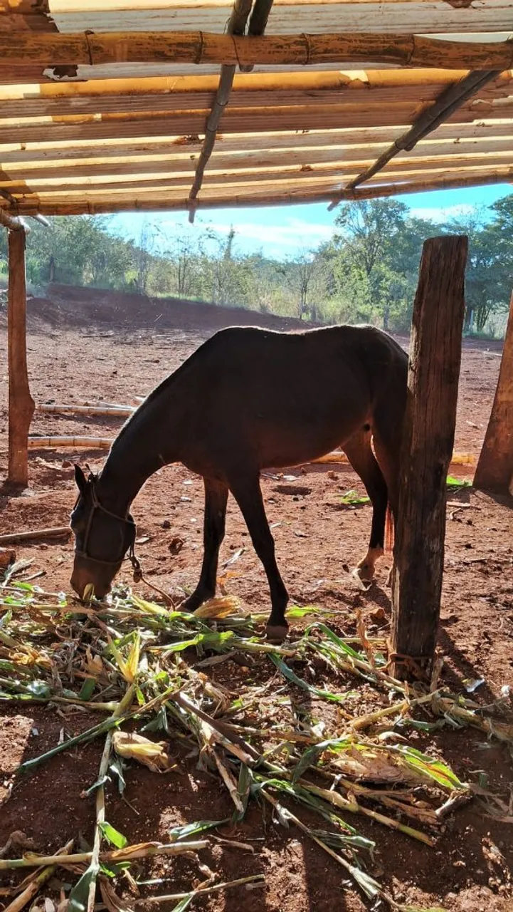 Cavalo