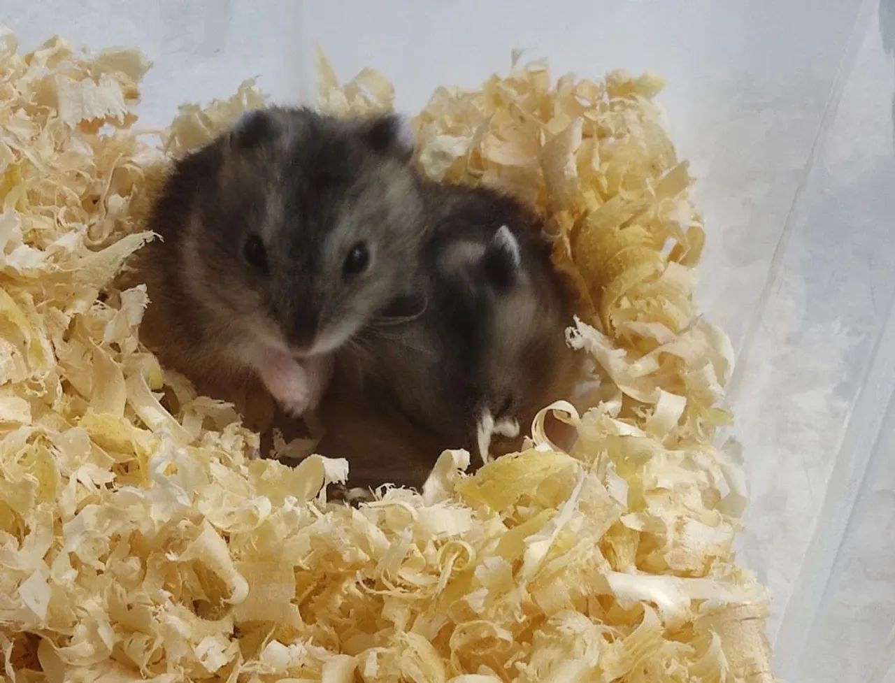 Hamster fofinho - Foto 4