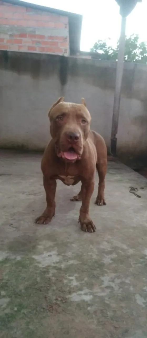 Pitmonster procurando uma namorada