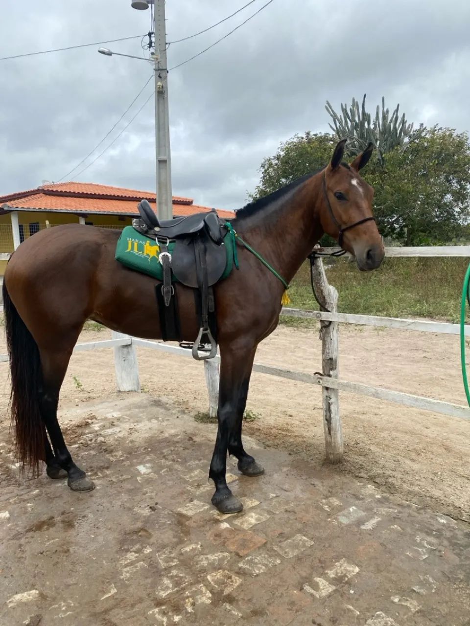 Égua de marcha batida  - Foto 3