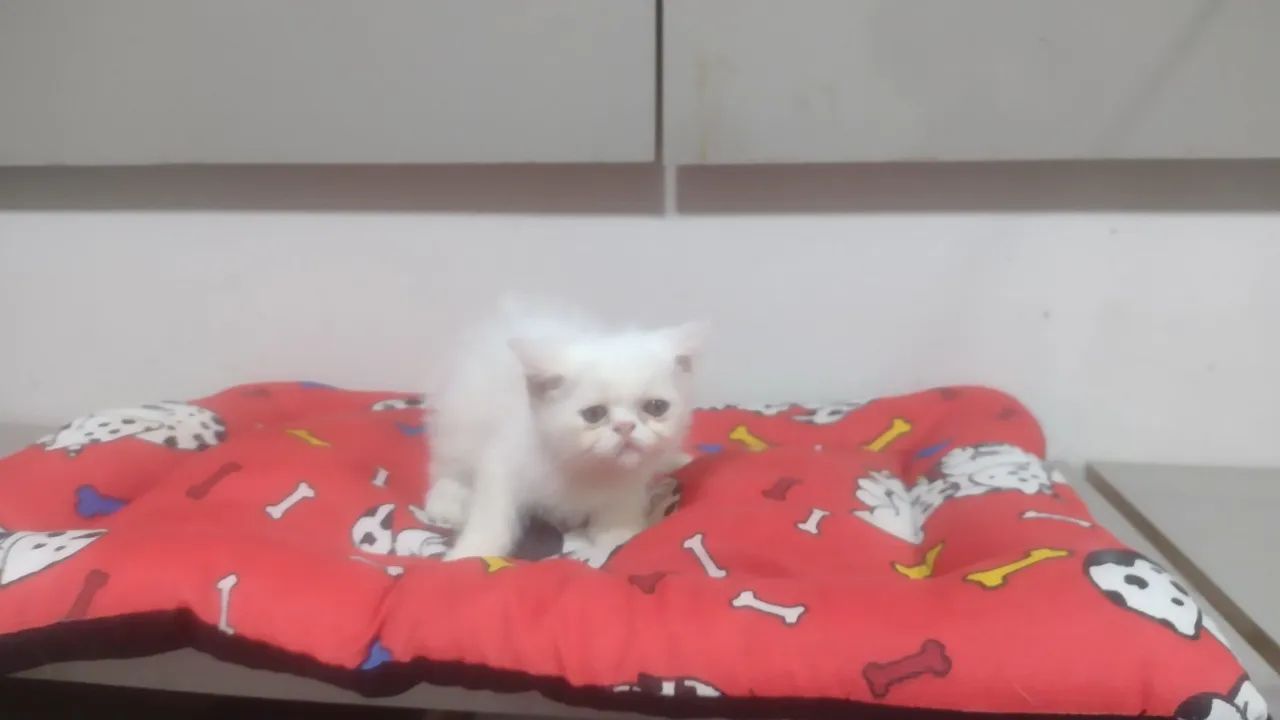 Gatinho Persa Branco - Foto 2