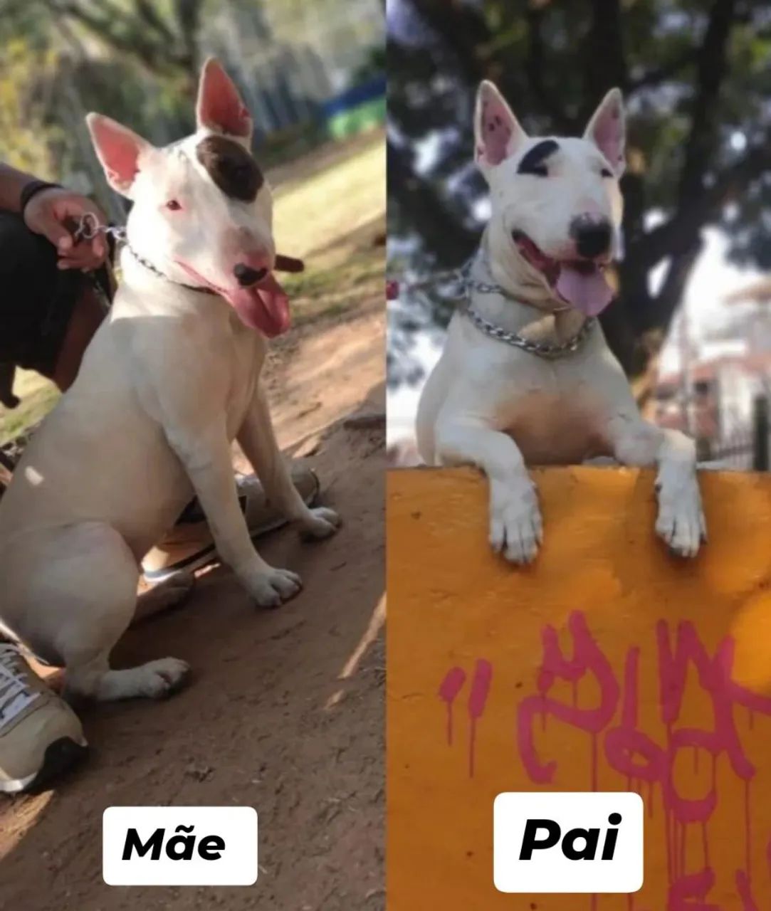 Bull Terrier Inglês - Aceito Cartão em até 12 X  - Foto 2