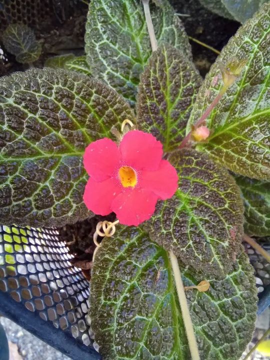 Muda de Flor Amarela. Episcias ou planta tapete a partir de 10,00 reais - Foto 5