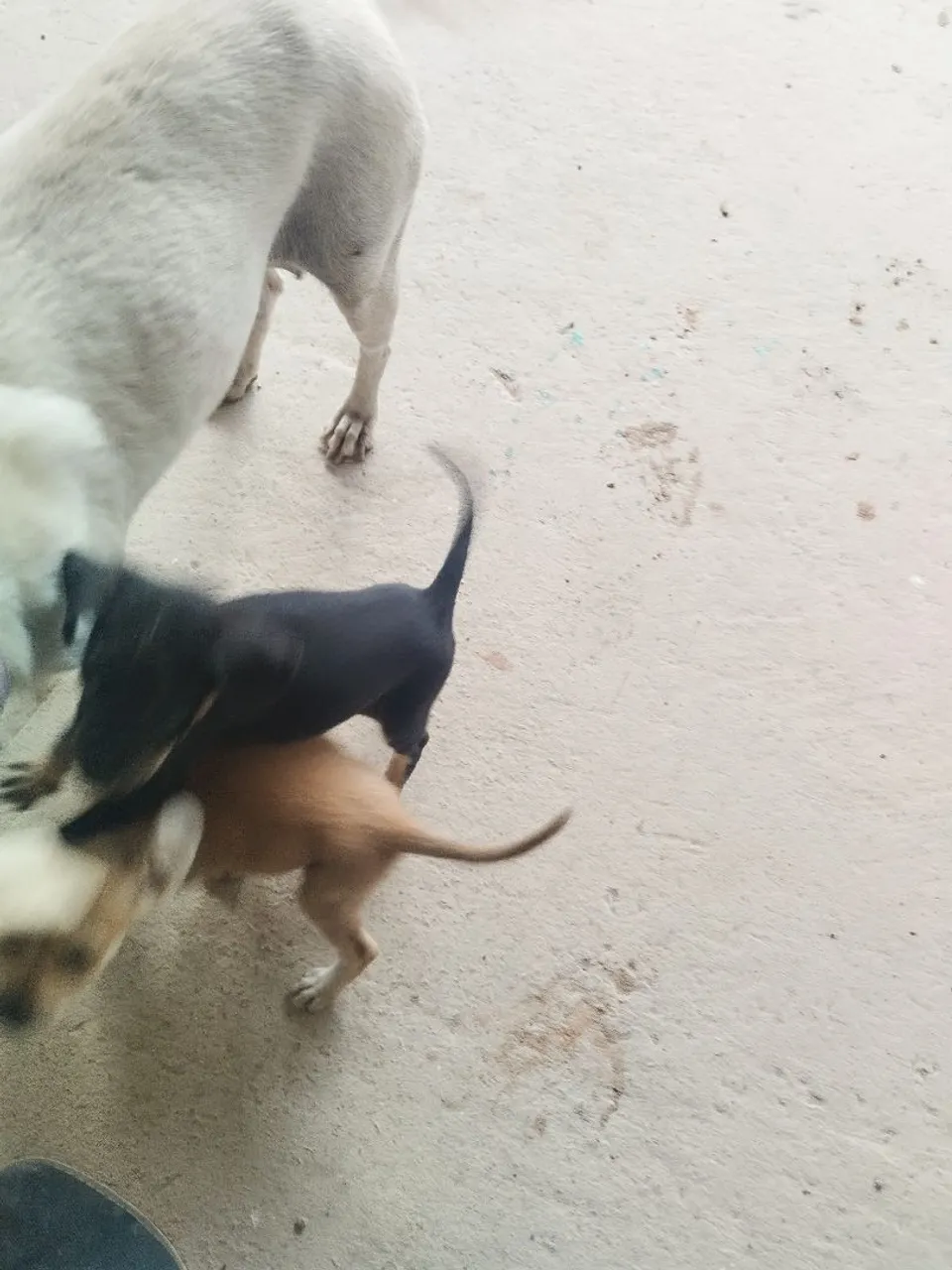 Três filhotes de cachorro para adoção