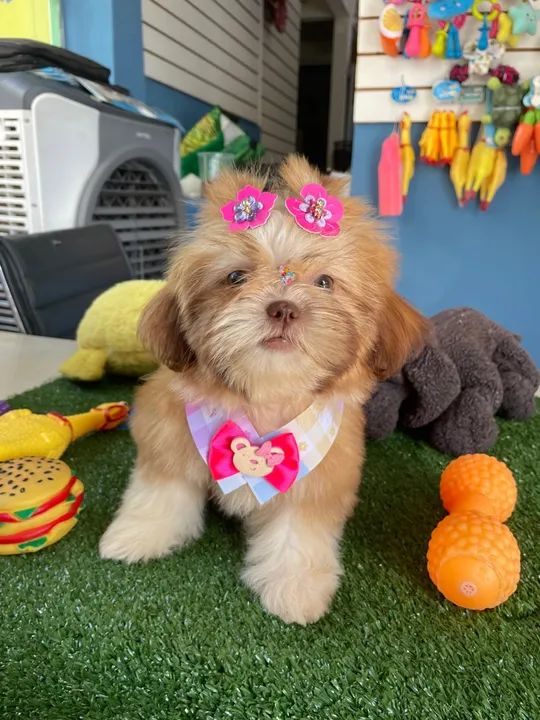 Mini shih tzu fêmea chocolate dos olhos azuis!!$2.200,00 - Foto 3