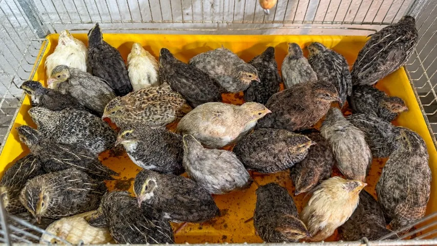 Codornas Gigantes de 20 a 30 dias - Lindas, saudáveis e de genética excelente!