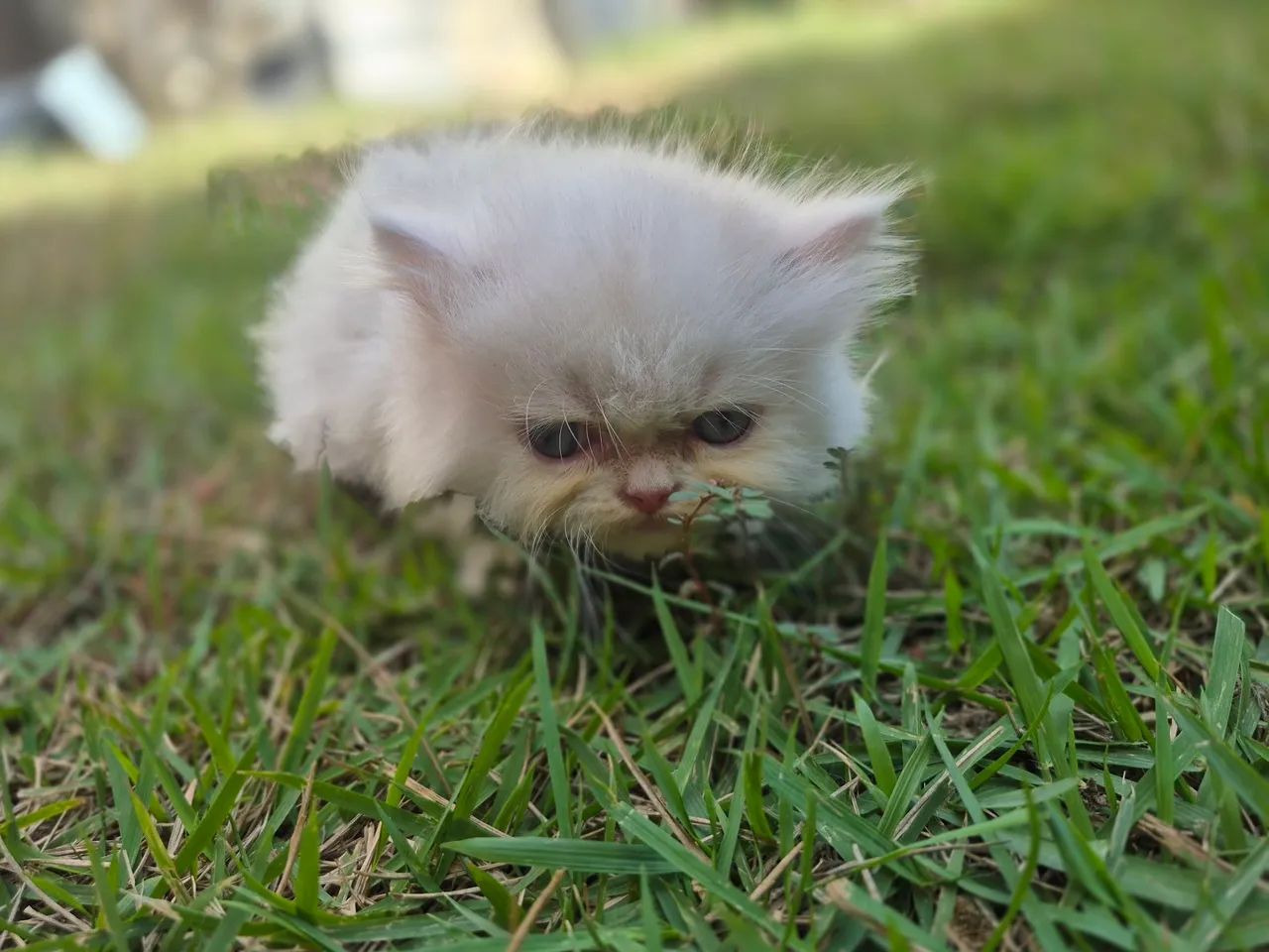 Vende - se  filhotes Gato Persas - Foto 2