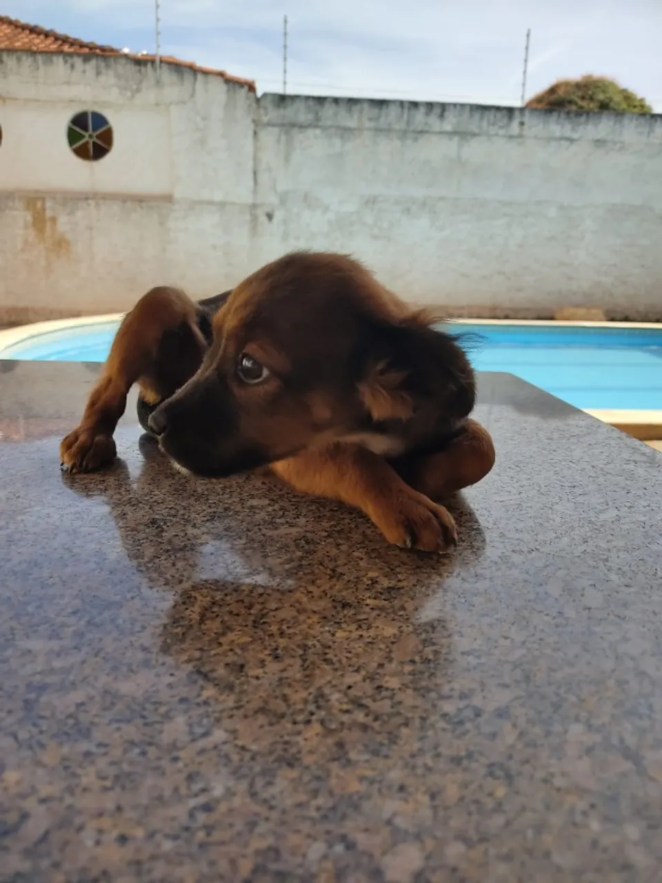 Doação de Animais ( Cachorro)