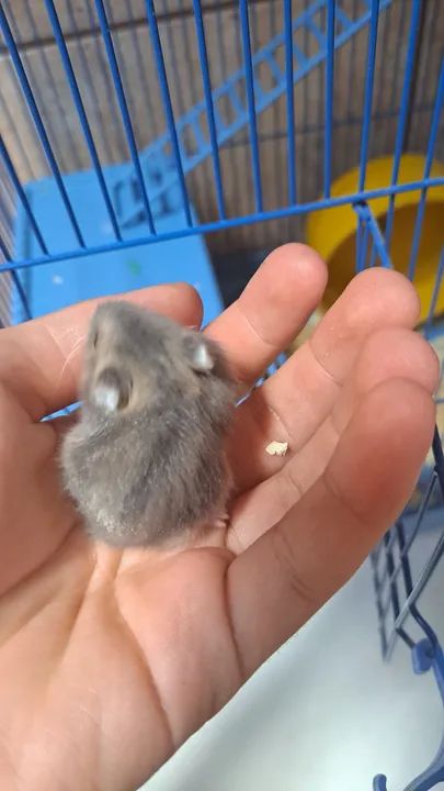 Hamster bebê  - Foto 2