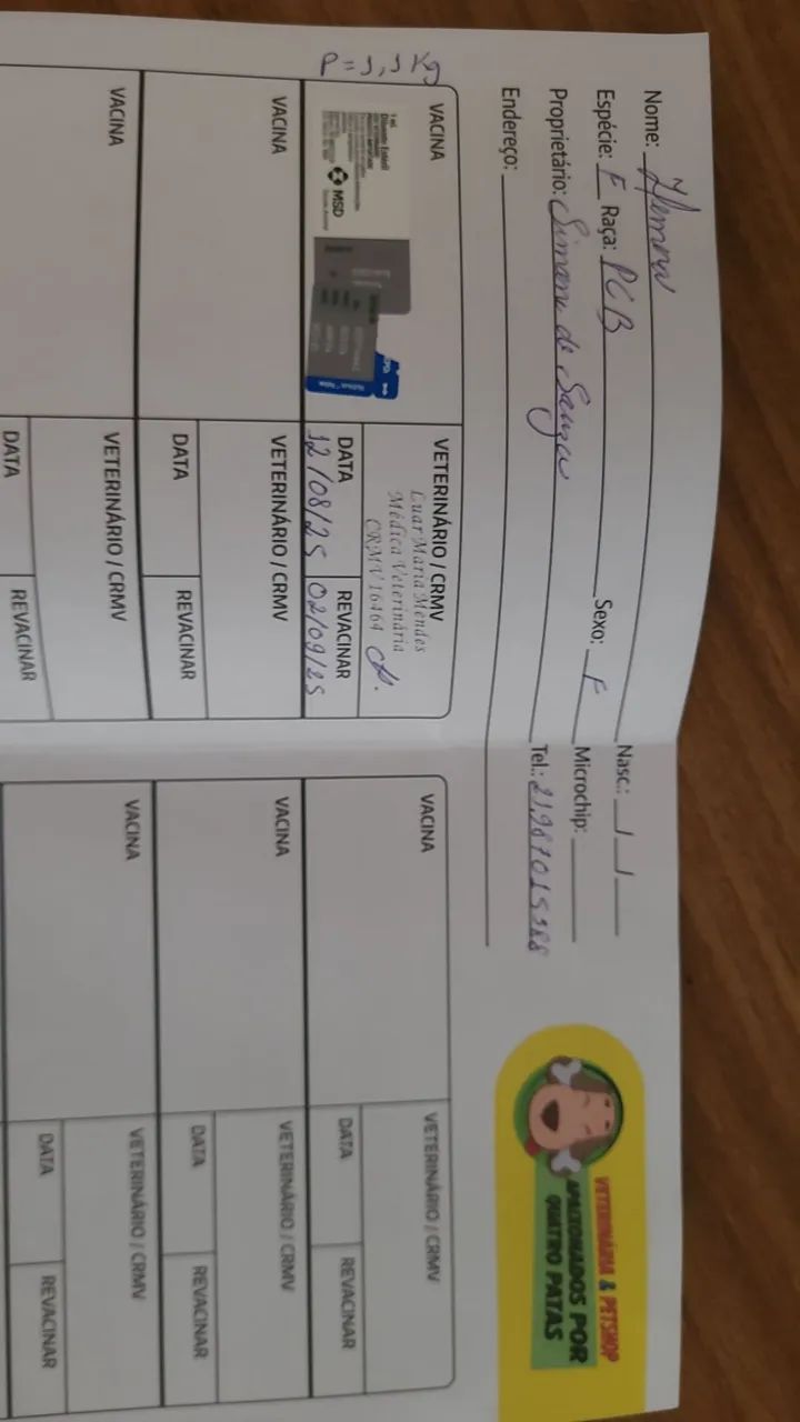 Gatinha para adoção  - Foto 2