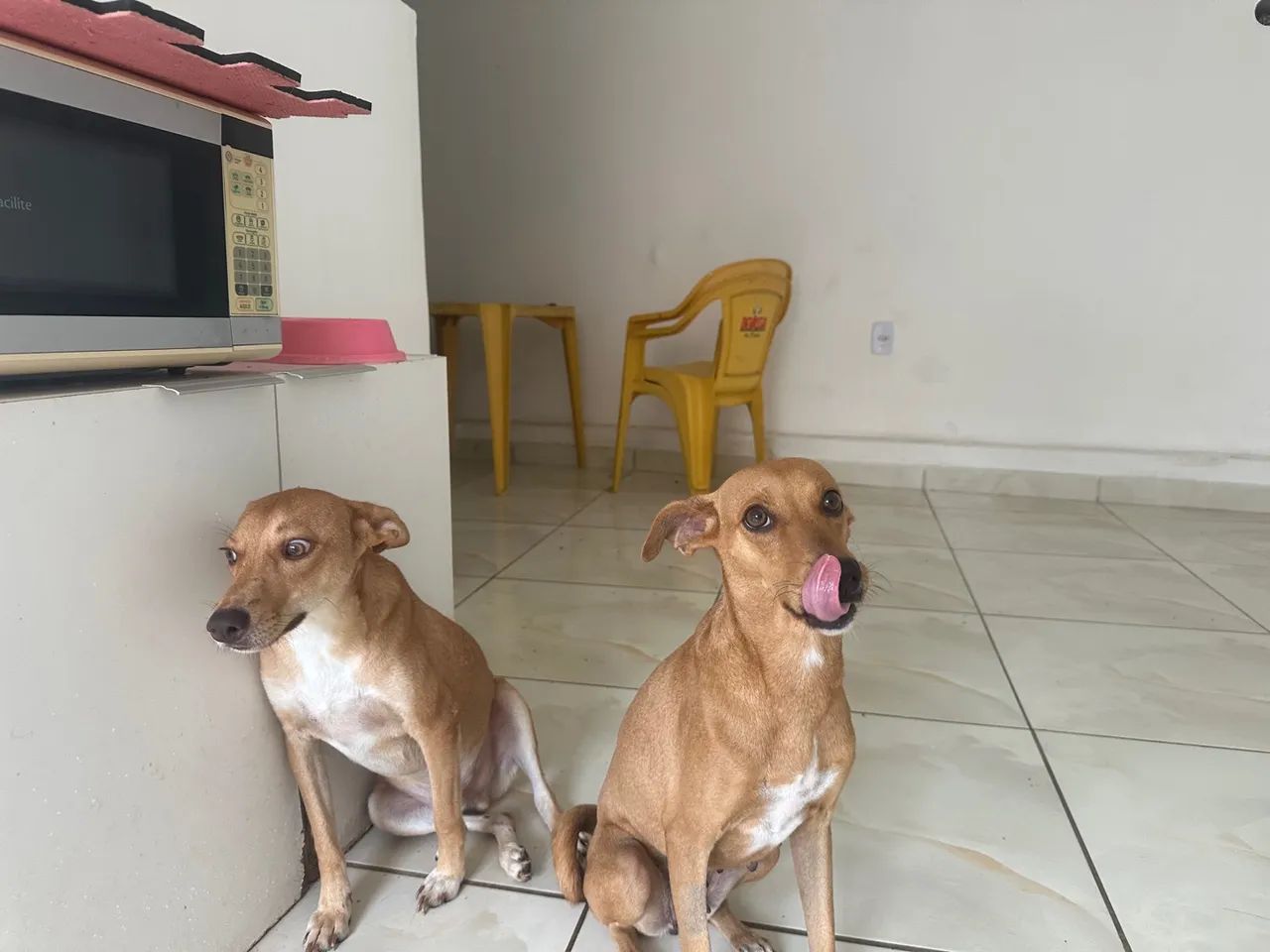 Cachorros castrados e vacinados para adoção  - Foto 6