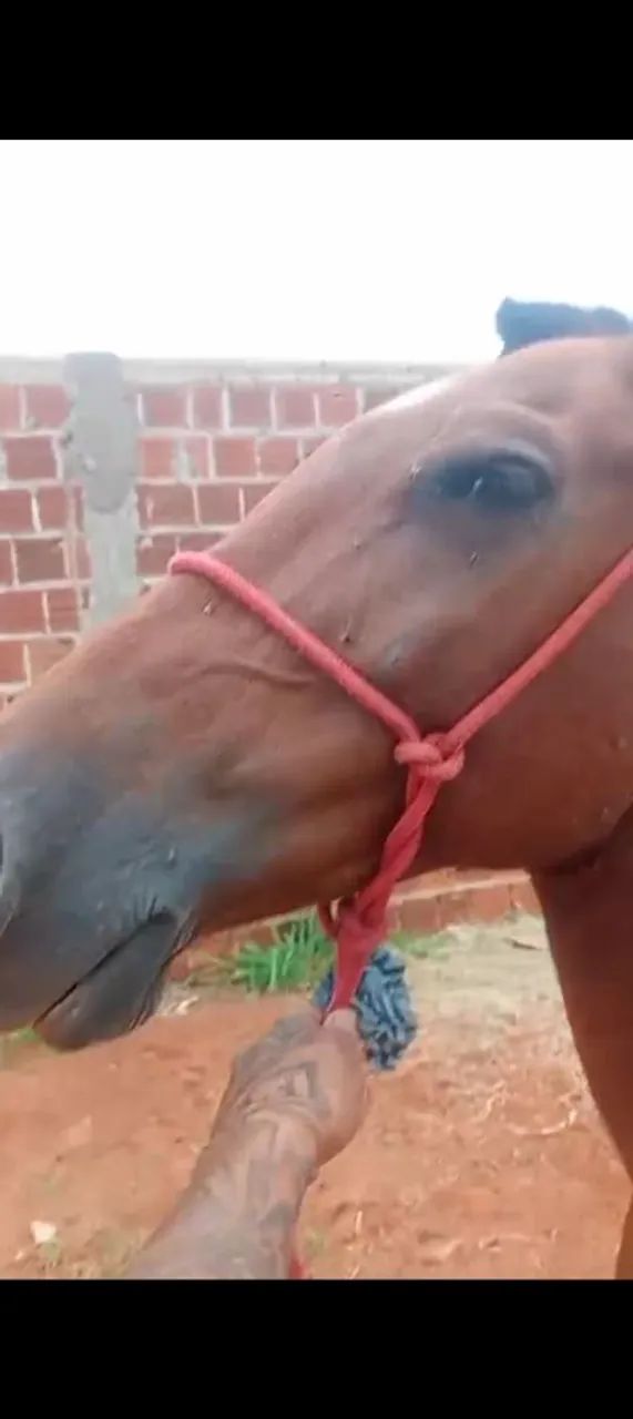 Égua grávida ela tem 5 anos  - Foto 3
