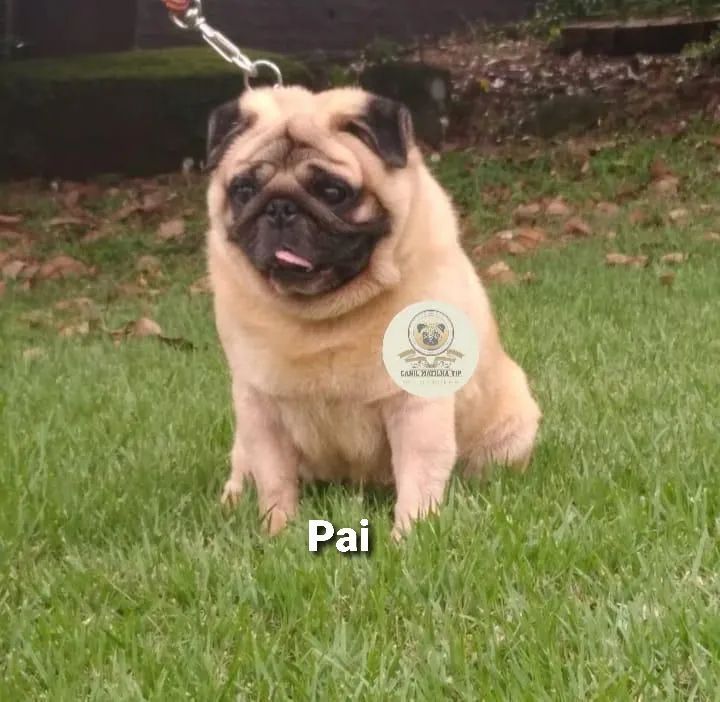 Pug Filhote Macho  - Foto 4