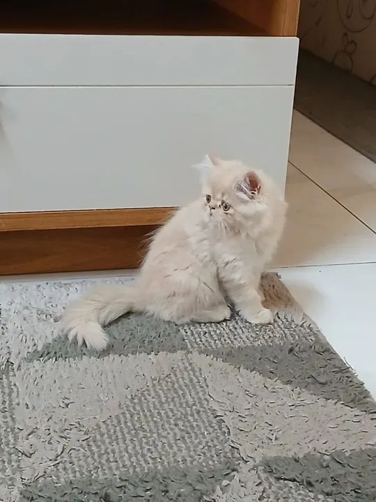 Filhote fêmea de persa - Foto 4