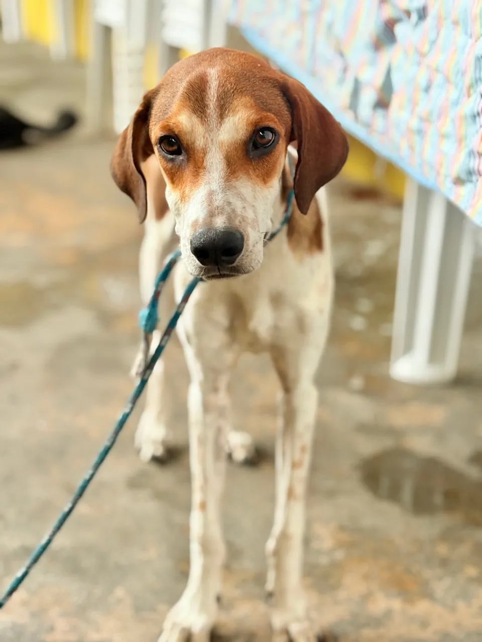Cão de caça- americano