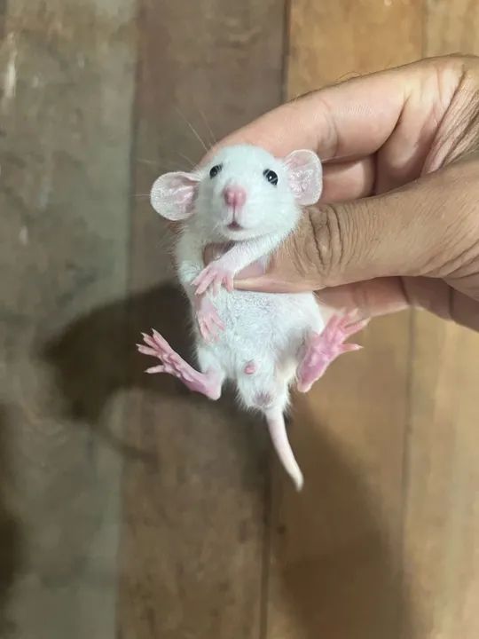 Ratos Twister  - Foto 2