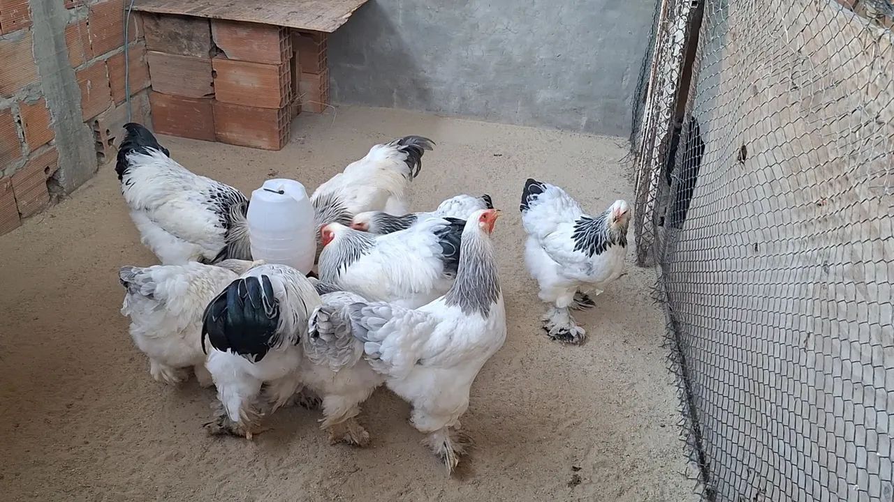 Ovos galinha brahma.
