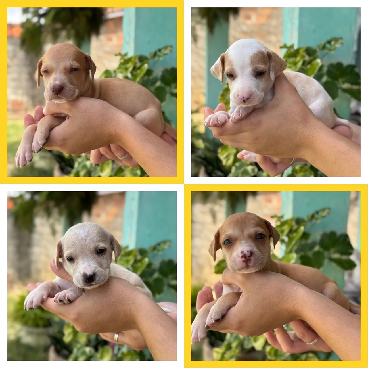Filhotes lindos para adoção!