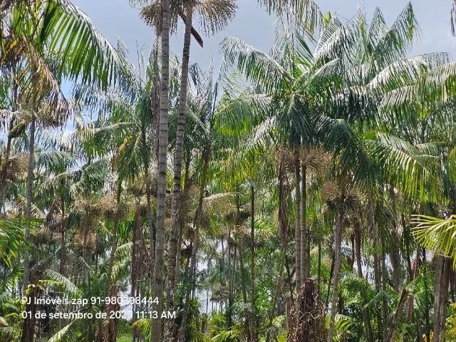 160 hectares de açaí em produçãohá 60 km de Belém do Pará  - Foto 3