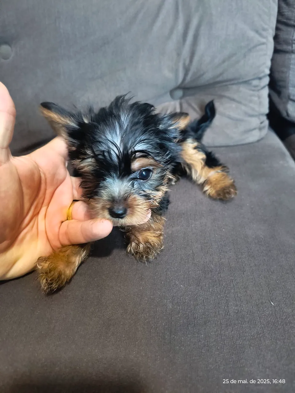 Filhote de Yorkshire Terrier - 1 fêmea e 2 machos