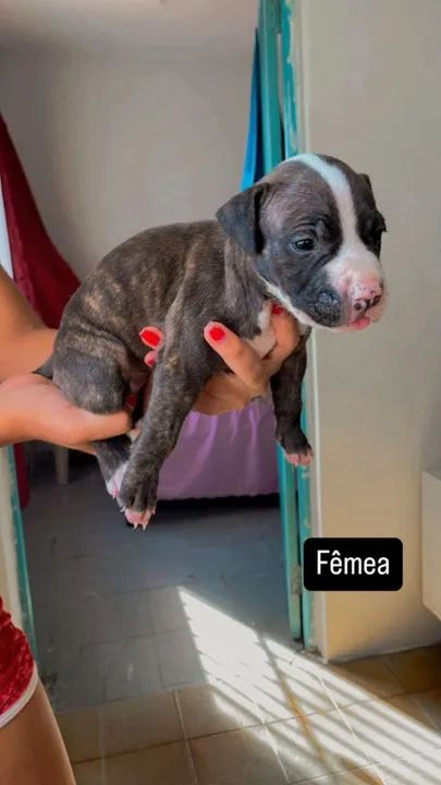 Filhotes de Pitbull vendo  - Foto 2