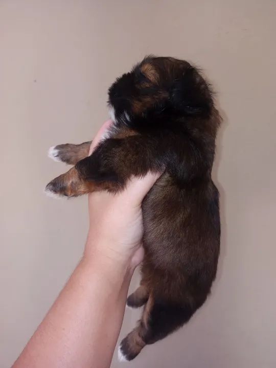 Filhote de Shih Tzu - Lindíssimo!