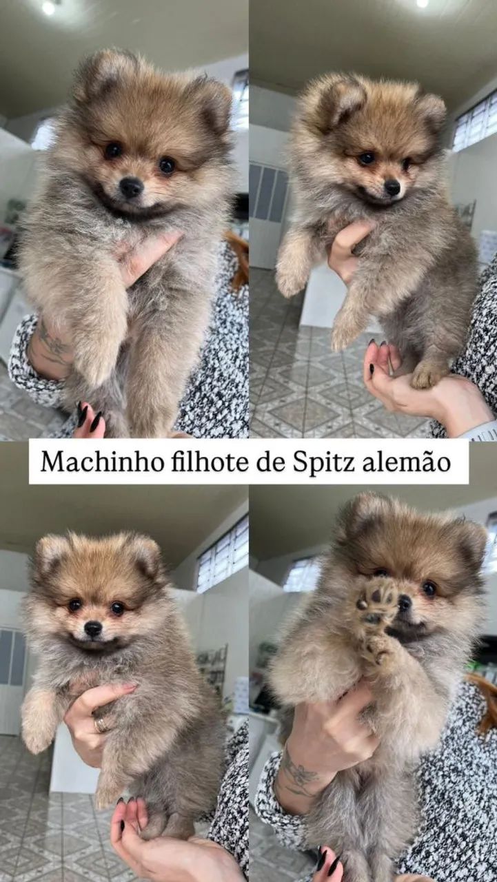 Filhote Machinho de Spitz Alemão