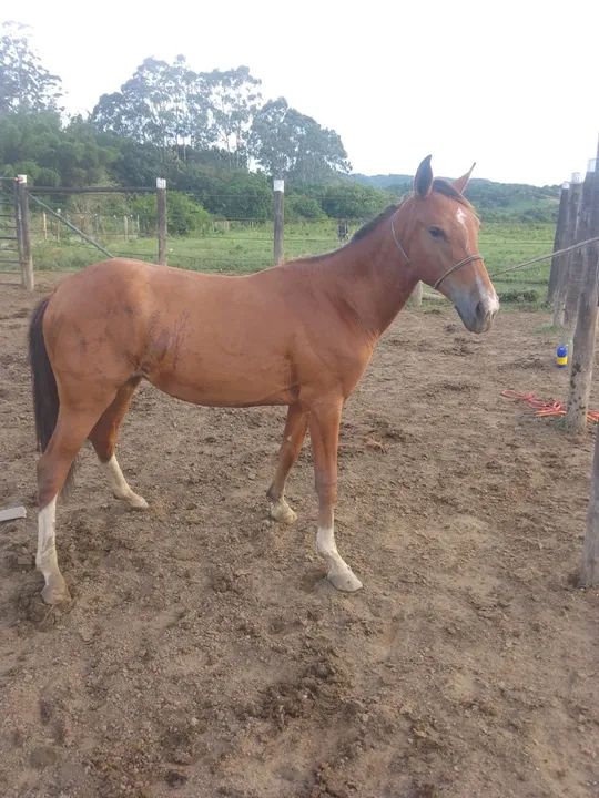 Égua manga larga castanha (polda ) - Foto 3