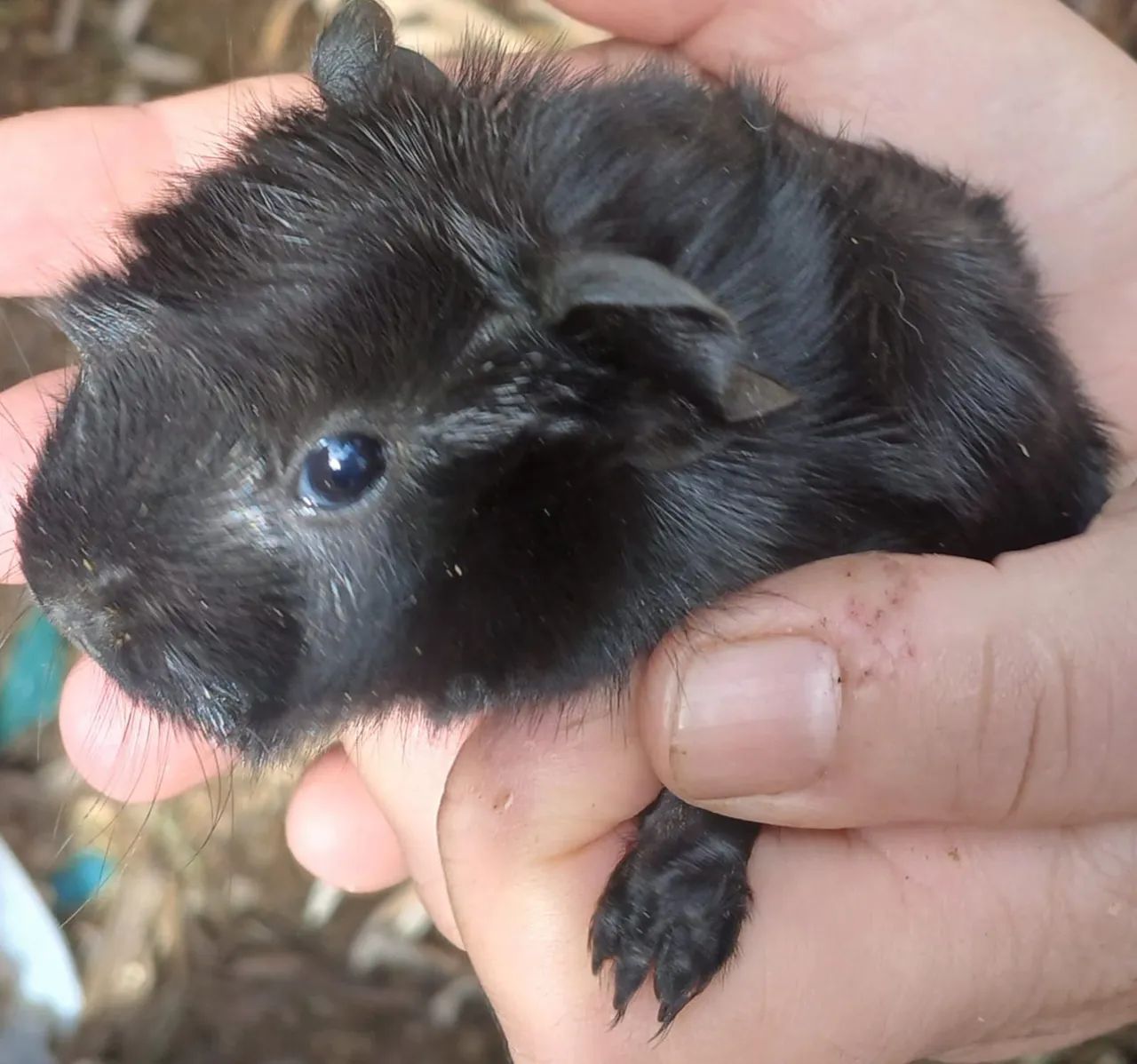 Guinea Pig64584521370243122