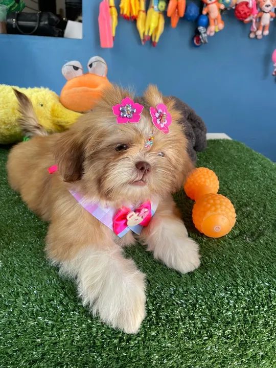 Mini shih tzu fêmea chocolate dos olhos azuis!!$2.200,00 - Foto 5
