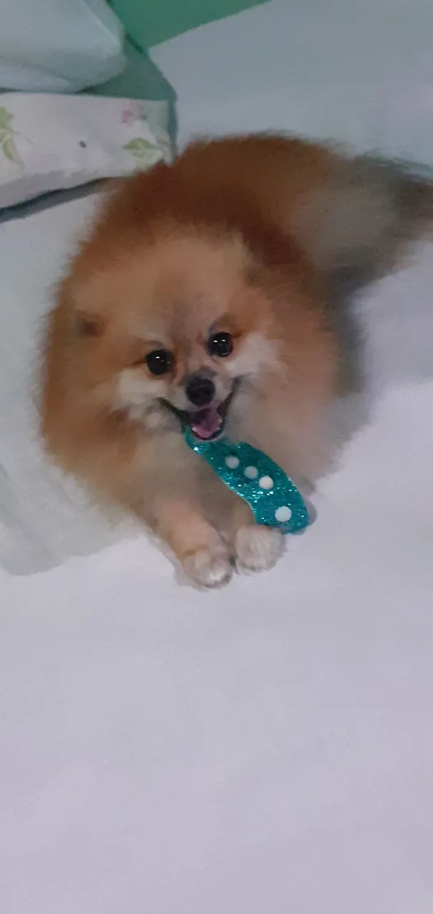 Spitz Alemão Anão pra cobertura (cruza)
